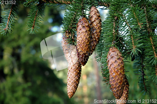 Image of Cones