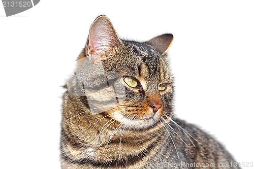 Image of beautiful cat portrait