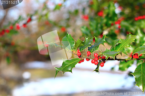 Image of common holly berries