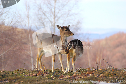 Image of deer doe and calf