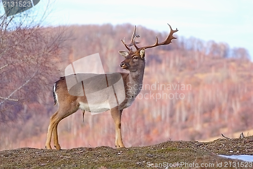 Image of deer stag in a glade