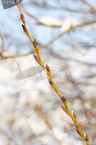 Image of emerging buds in late winter