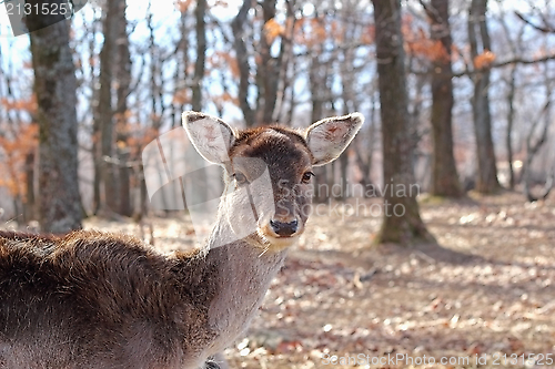 Image of fallow deer doe portrait
