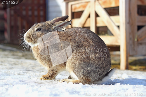 Image of fat brown hare