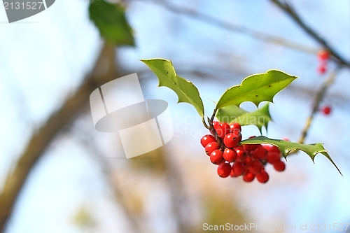 Image of common holly red berries 