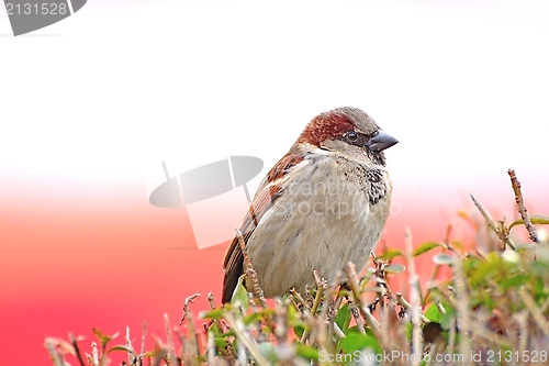 Image of juvenile passer domesticus