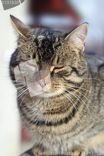 Image of portrait of a lazy cat