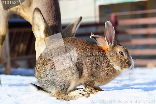 Image of rabbit at an animal park