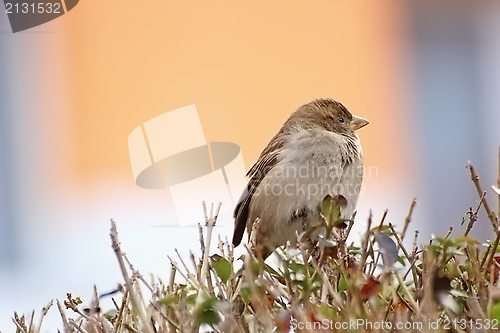 Image of young house sparrow