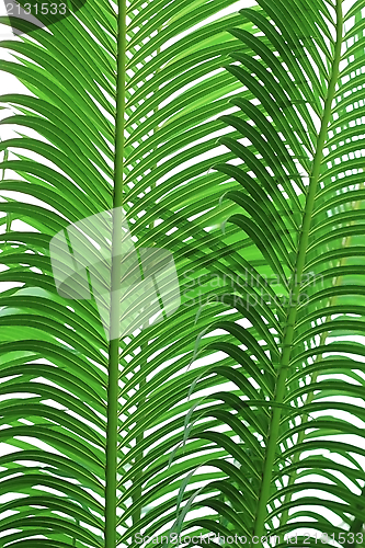 Image of texture of palm tree leaves