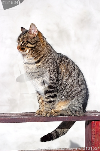 Image of striped cat on the fence