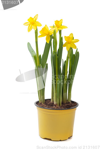 Image of Yellow narcissus in the pot