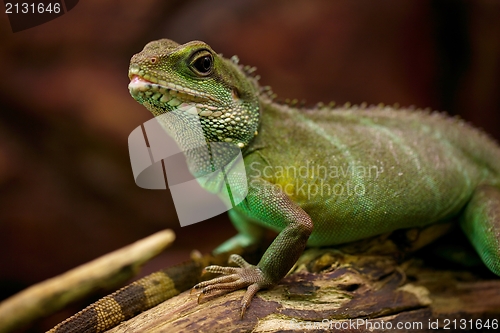 Image of Iguana