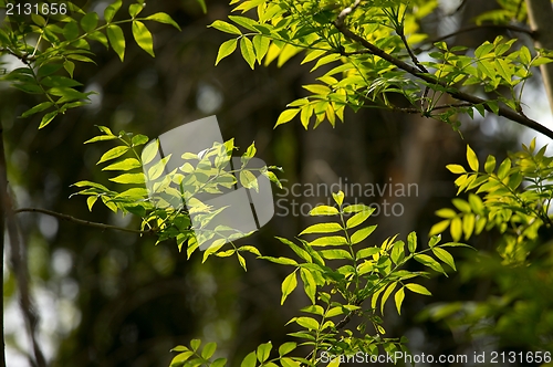 Image of Leaves