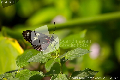 Image of Butterfly