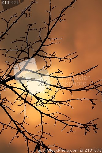 Image of Tree