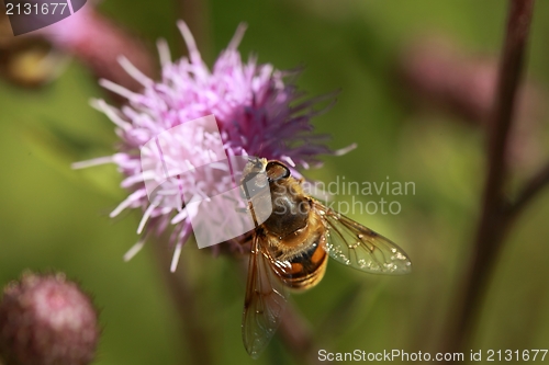 Image of Bee on flower