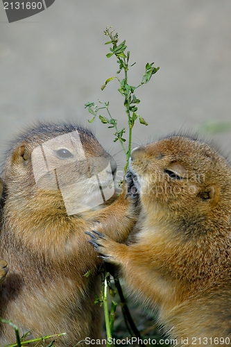 Image of Prairie Dogs