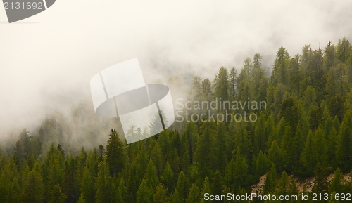 Image of Foggy forest