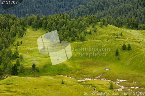 Image of Alpine field