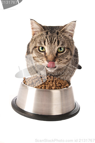 Image of Kitten eating from dish