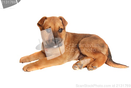 Image of tan puppy laying down