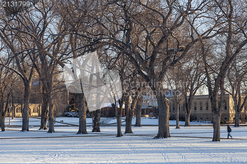 Image of alley of old elm trees at university campus