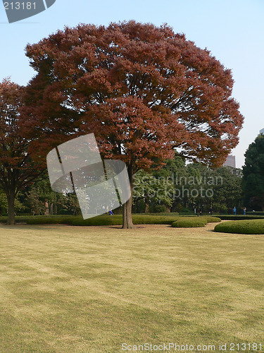 Image of autumnal tree