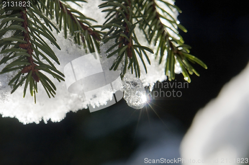 Image of snowy fir twig