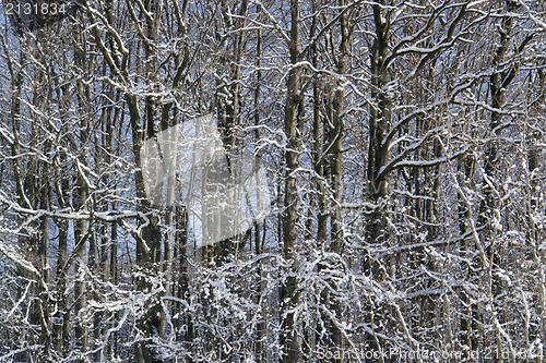 Image of forest detail at winter time