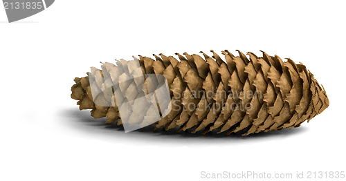 Image of fir cone