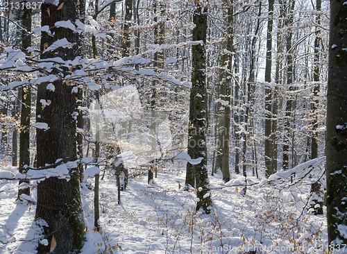 Image of snowy forest