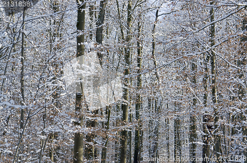 Image of forest detail at winter time