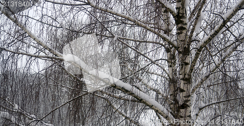 Image of forest detail at winter time