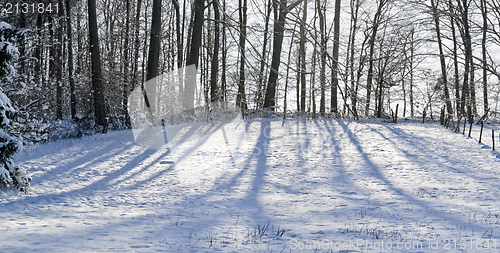 Image of snowy forest