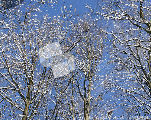 Image of tree detail at winter time