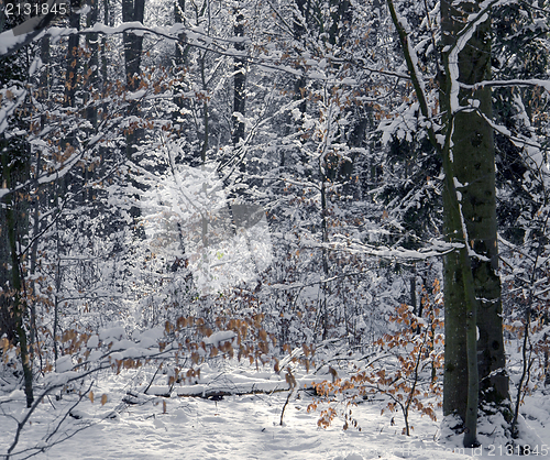 Image of snowy forest