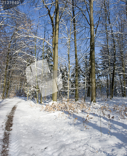 Image of snowy forest