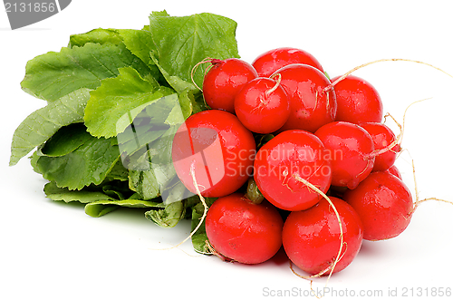 Image of Radish