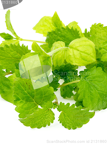 Image of Mint and Lemon Balm