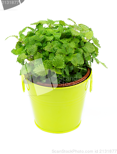 Image of Lemon Balm