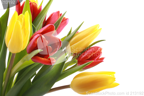 Image of tulips