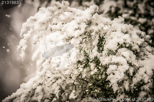 Image of evergreen branches in snow