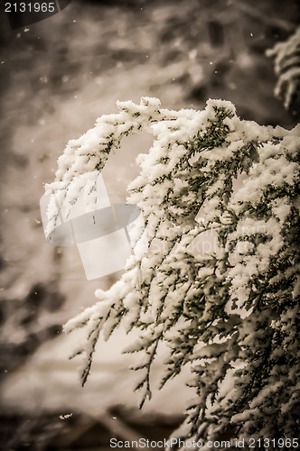 Image of evergreen branches in snow