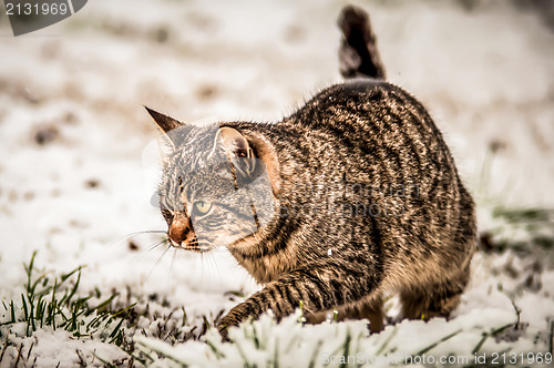 Image of cat in the snow