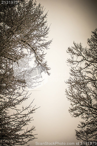 Image of snow trees sky