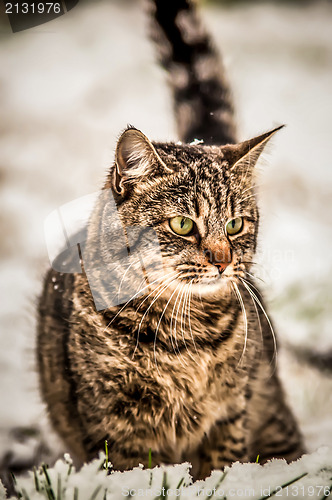 Image of cat in the snow