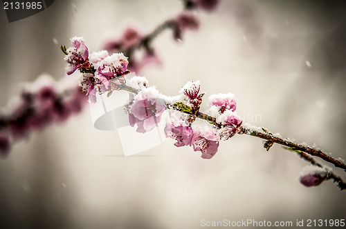 Image of peach blossom in snow
