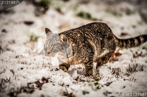 Image of cat in the snow