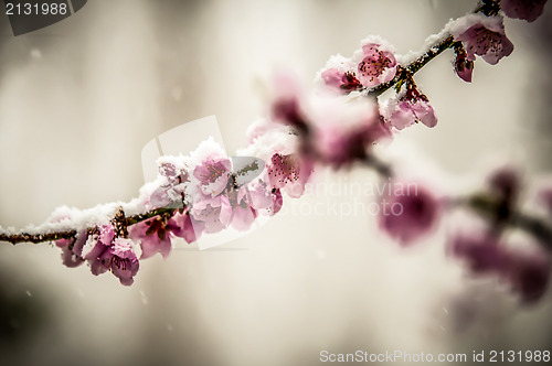 Image of peach blossom in snow